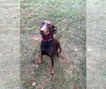 Small Photo #6 Doberman Pinscher Puppy For Sale in Buffalo, MN, USA