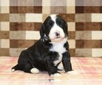Small #6 Bernedoodle (Miniature)-Cavapoo (Miniature) Mix