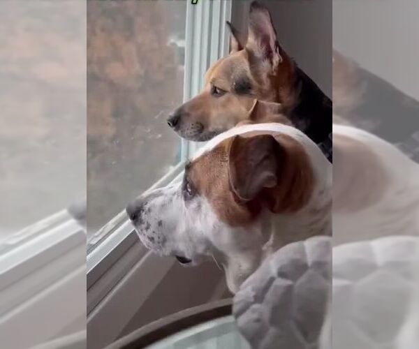 Medium Photo #20 Mutt Puppy For Sale in Boonton, NJ, USA