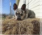 Small Photo #1 French Bulldog Puppy For Sale in SCURRY, TX, USA