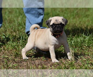 Pug Puppy for sale in PALM COAST, FL, USA