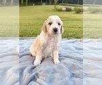 Small #19 Poodle (Standard)