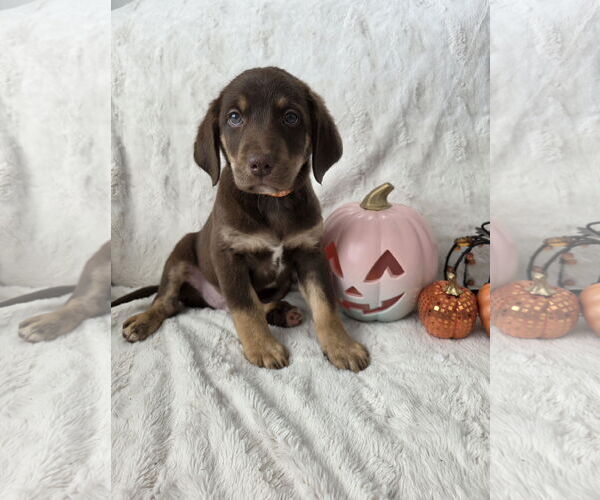 Medium Photo #4 Border-Aussie Puppy For Sale in MIDWAY, UT, USA