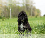 Small Photo #6 Cocker Spaniel-Poodle (Miniature) Mix Puppy For Sale in WARSAW, IN, USA