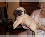 Small Photo #5 Pug Puppy For Sale in NEW CASTLE, IN, USA