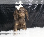 Puppy Hersheykiss APR Dachshund