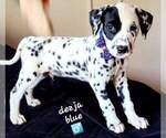 Small Photo #4 Dalmatian Puppy For Sale in CAPE MAY COURT HOUSE, NJ, USA