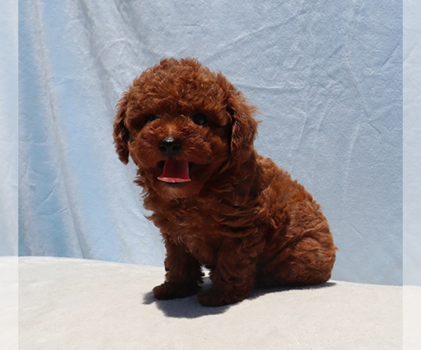 Medium Photo #7 Poodle (Toy) Puppy For Sale in LOS ANGELES, CA, USA