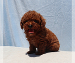 Small #6 Poodle (Toy)