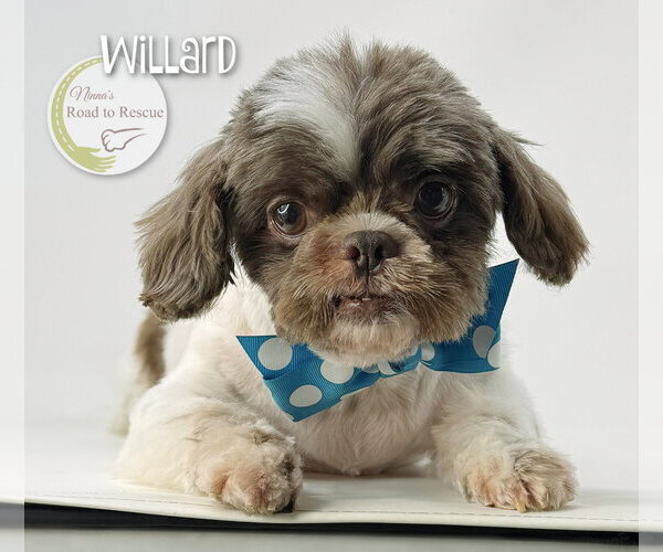 Medium Photo #2 Shih Tzu Puppy For Sale in Benton, LA, USA