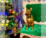 Small #5 German Shepherd Dog Mix