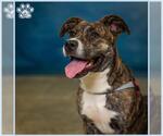 Small #3 American Pit Bull Terrier Mix