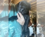 Small Photo #7 Mastiff Puppy For Sale in RUCKERSVILLE, VA, USA