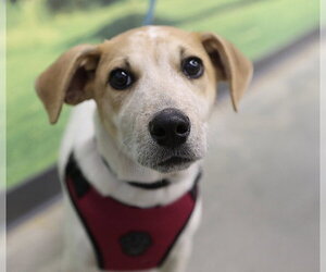 Magnum. Urgently needs Foster or Adopter - Male Beagle-Unknown Mix Dog for Adoption - Photo #5