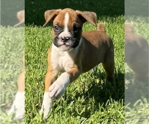 Boxer Puppy for sale in PORTSMOUTH, VA, USA