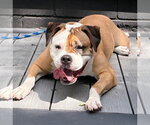 Small #8 Bull-Boxer