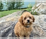 Small Photo #10 Shih-Poo Puppy For Sale in DUNDEE, OH, USA