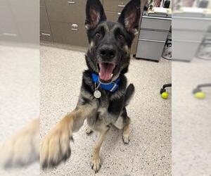 German Shepherd Dog Dogs for adoption in Brighton, CO, USA
