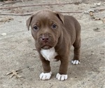 Small #2 American Bulldog