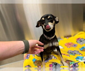 Chihuahua Dogs for adoption in Denver, CO, USA