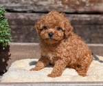 Small Photo #16 Cavapoo (Miniature) Puppy For Sale in GOSHEN, IN, USA