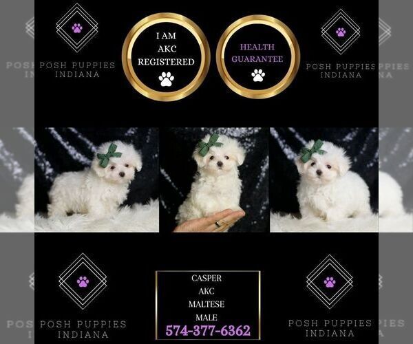 Medium Photo #8 Maltese Puppy For Sale in WARSAW, IN, USA