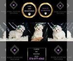 Small #7 Maltese