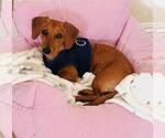 Small #2 Dachshund