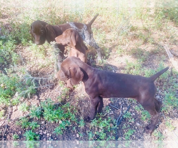Medium Photo #1 German Shorthaired Pointer Puppy For Sale in DENVER, CO, USA