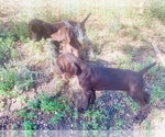 Small Photo #1 German Shorthaired Pointer Puppy For Sale in DENVER, CO, USA