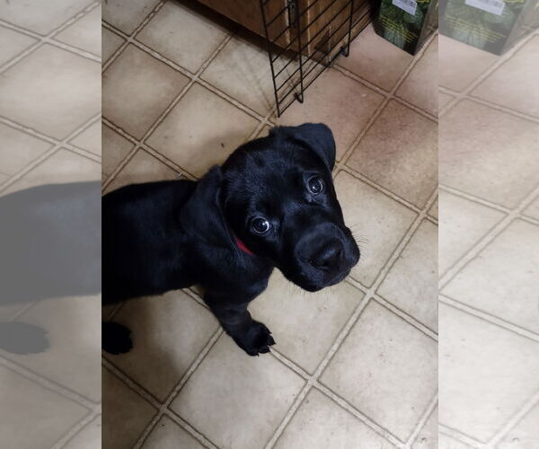 Medium Photo #1 Mutt Puppy For Sale in Duluth, MN, USA