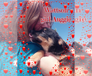 Australian Shepherd-Pembroke Welsh Corgi Mix Puppy for sale in GALLEGOS, NM, USA