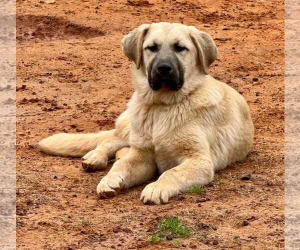 Medium Photo #7 Anatolian Shepherd-Great Pyrenees Mix Puppy For Sale in Higley, AZ, USA