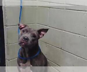 Mutt Dogs for adoption in Tulsa, OK, USA