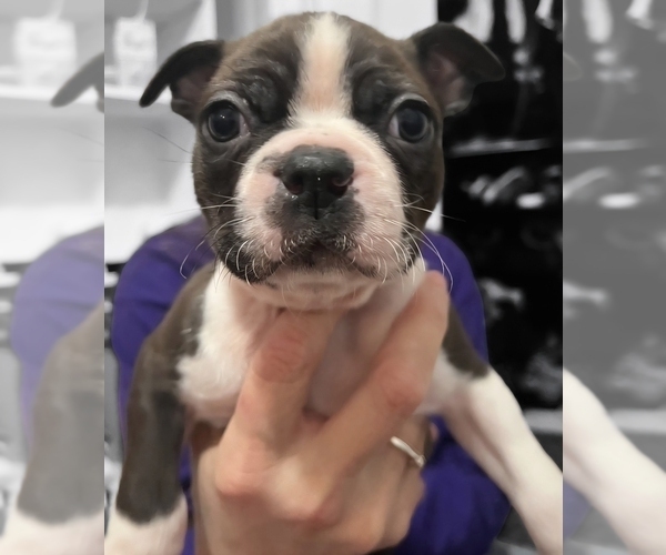 Medium Photo #1 Boston Terrier Puppy For Sale in SUMMERVILLE, SC, USA