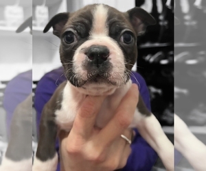 Boston Terrier Puppy for sale in SUMMERVILLE, SC, USA