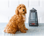 Small Photo #54 Poodle (Toy) Puppy For Sale in WAKARUSA, IN, USA
