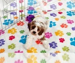 Small #11 Cavapoo (Miniature)-Poodle (Toy) Mix