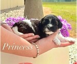 Small #3 Yorkipoo