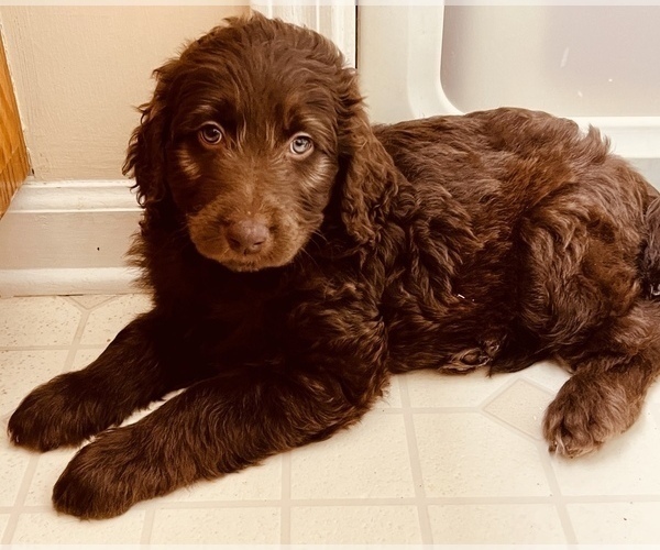 Medium Photo #4 Labradoodle Puppy For Sale in CONOVER, NC, USA