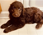 Small Photo #4 Labradoodle Puppy For Sale in CONOVER, NC, USA