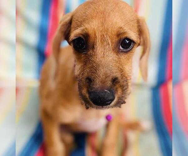 Medium Photo #2 Colonial Cocker Spaniel-Unknown Mix Puppy For Sale in San Diego, CA, USA