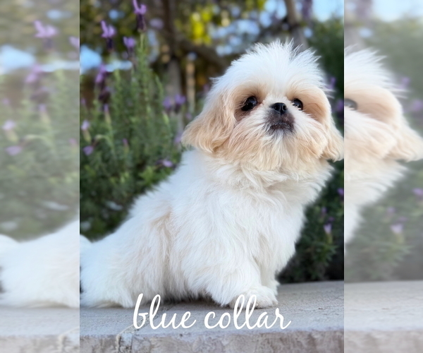 Medium Photo #3 Shih Tzu Puppy For Sale in RIVERSIDE, CA, USA