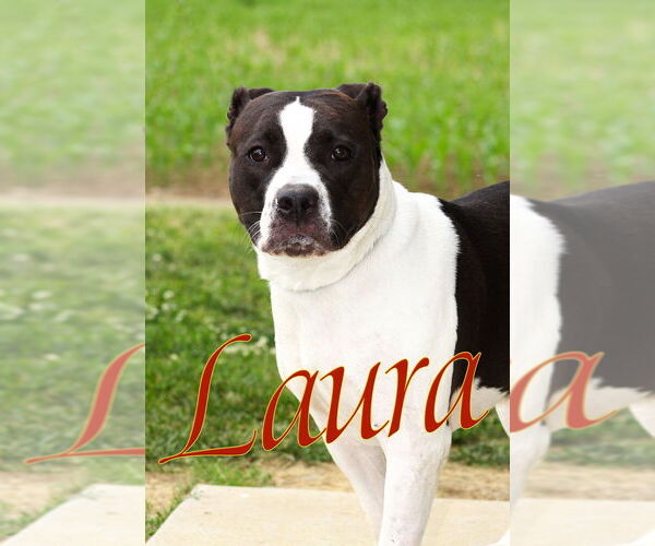 Medium Photo #4 American Pit Bull Terrier Puppy For Sale in Evansville, IN, USA