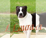 Small #3 American Pit Bull Terrier