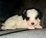Small #18 Bernedoodle (Miniature)