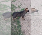 Small #2 German Shepherd Dog