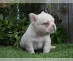 Small #8 French Bulldog