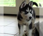Small Photo #4 Siberian Husky Puppy For Sale in DANVILLE, PA, USA