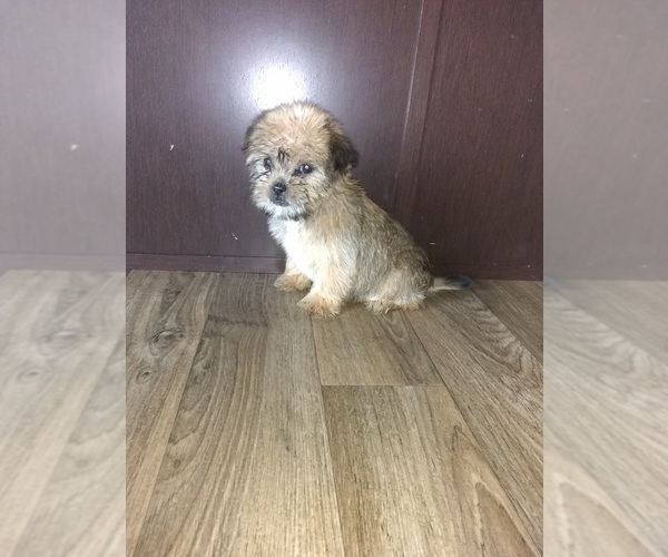 Medium Photo #9 Shih Tzu Puppy For Sale in LAPEER, MI, USA